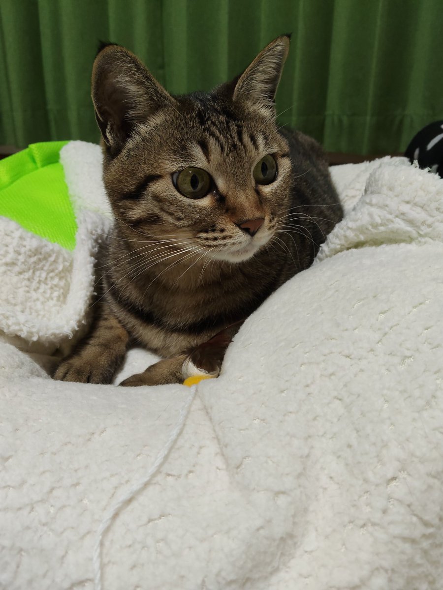 にゃにゃにゃっ😸