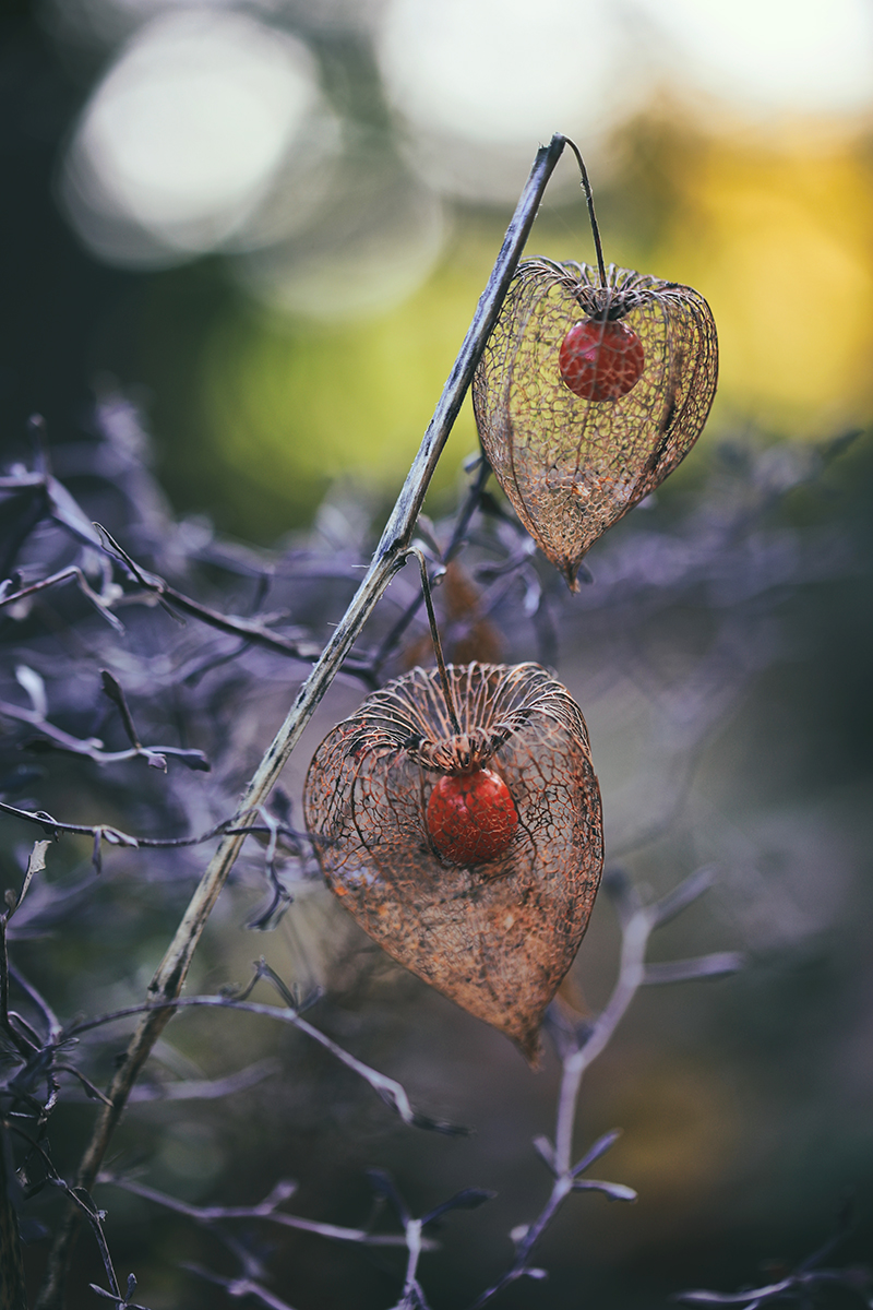 Leben, das fragile Ding.