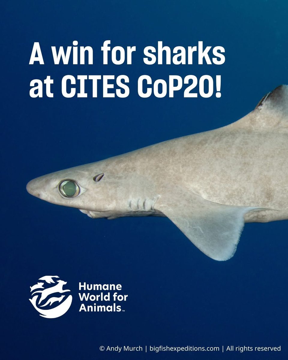🌍 BREAKING: WINS for sharks and rays at #CITESCoP20!

A gathering of nations and NGOs at the Conference of the Parties (CoP) for the Convention on the International Trade in Endangered Species (CITES) have agreed to stronger global trade controls to protect several species of