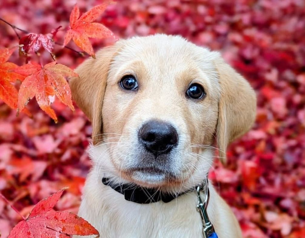 chorleyguidedog's tweet image. Here’s Dixon, surrounded by Autumn leaves.  What a beautiful boy!  

#Chorley #GuideDogsUK #GuideDogs #GuideDogsForTheBlind