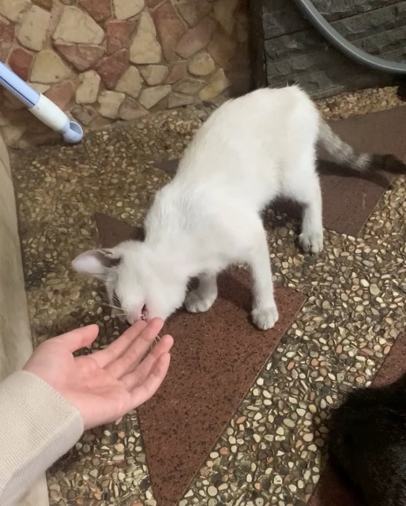 lazueli's tweet photo. coming home from college and my cat is changing color 😭 turns out she is siamese and i just found out.... my bad bby

(first photo was taken a year ago) https://t.co/yqJ3JMyrOi