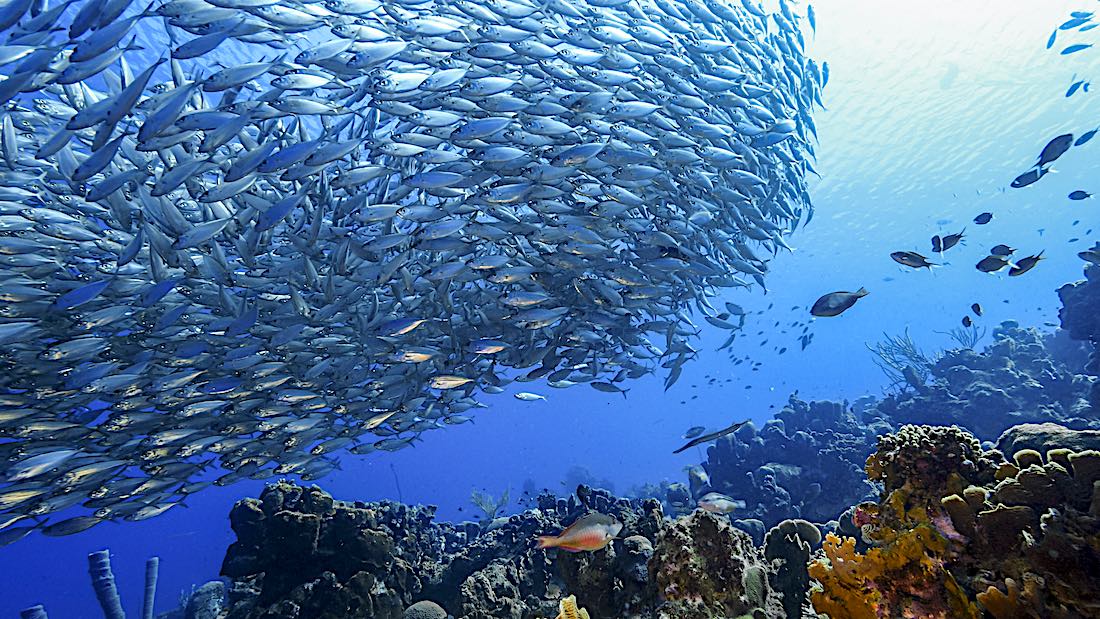 ecokohtao's tweet image. The CoralWatch Coral health chart distinctive specialty course is a collaboration between CoralWatch and the Project AWARE Foundation – both are non-profit organizations. ecokohtao.com #Thailand #Leaders #CoralWatch #ConservationDiver #AWARE