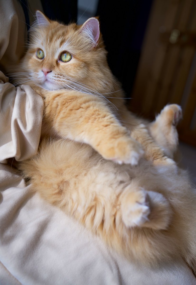 ネコランド (@NEKOLAND13) / Posts / X