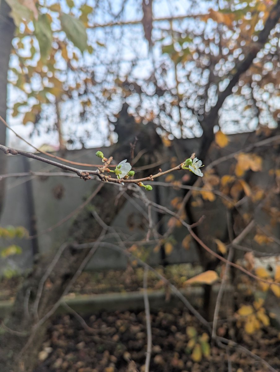 iviira9's tweet image. November 29. Trees bloom ....#tree  #Flower