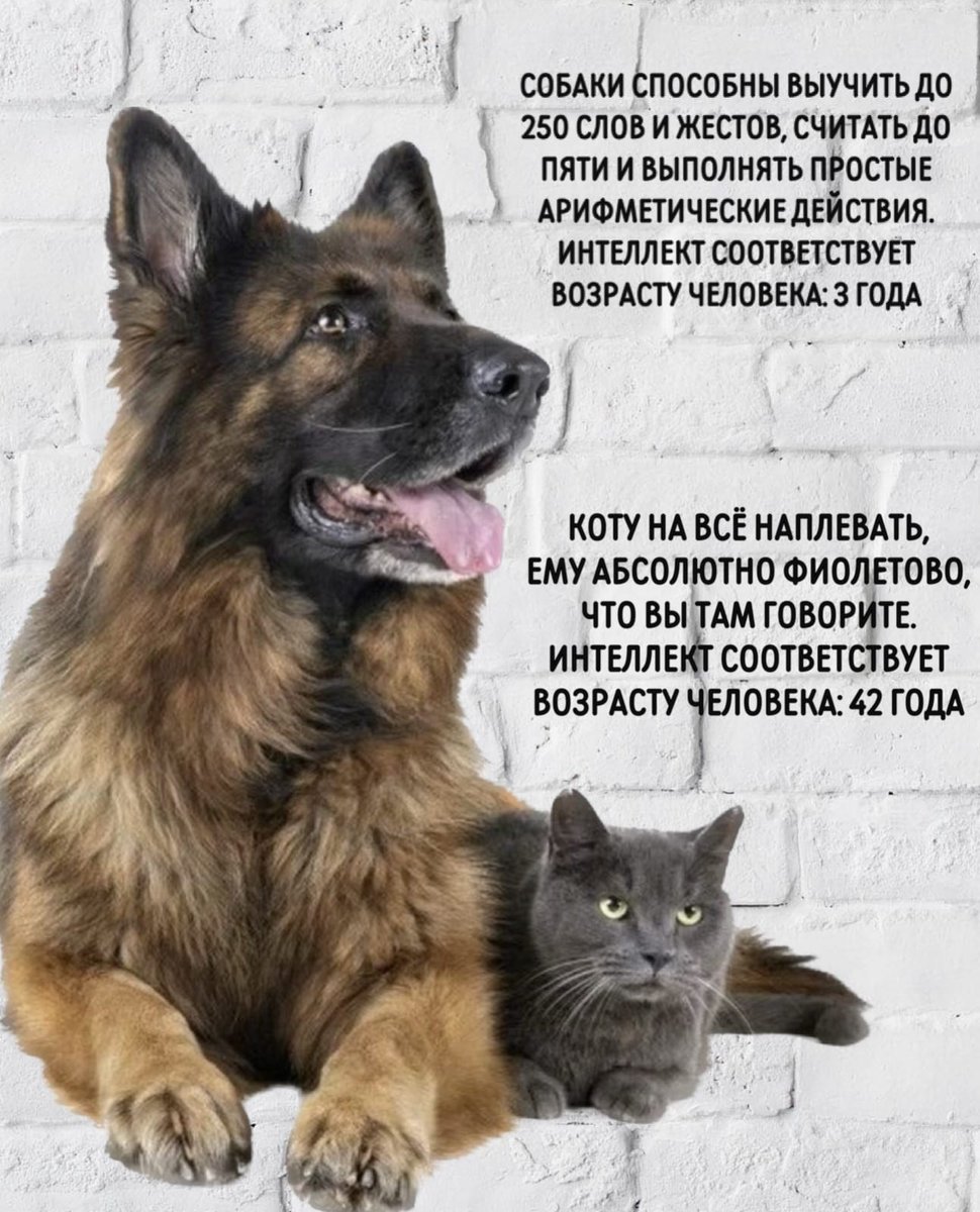 СамодерZецЪ (@archontcccp4) on Twitter photo 