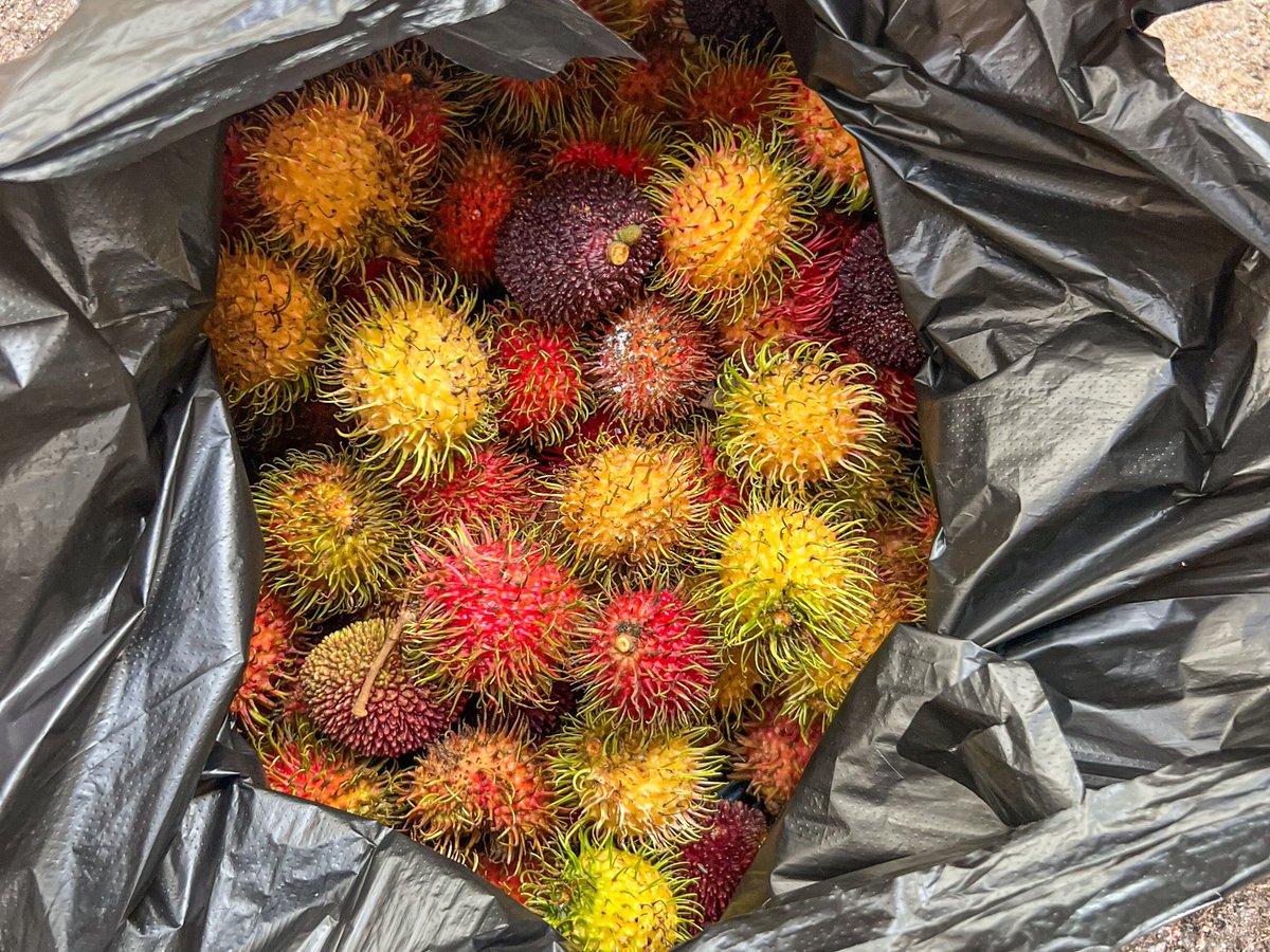Hari Petik Buah (rambutan, duku, pulasan)
📍Ladang 5, UPM Serdang
29 &amp; 30hb November 2025

Masuk percuma. Makan dalam ladang percuma. 

Nak bawa balik, timbang bayar. Plastik sendiri. Galah sewa. 

Piknik pun boleh. Bawa tikar sendiri. Ada tandas &amp; surau. 

Luas, best.