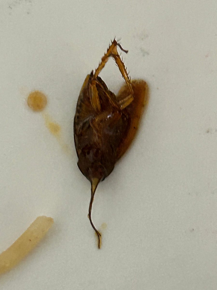 ApurbaC88's tweet photo. Found Cockroach 🪳 inside food delivered by #Theque #CityResidency #Durgapur #fssai https://t.co/WBGZ4wBlGj