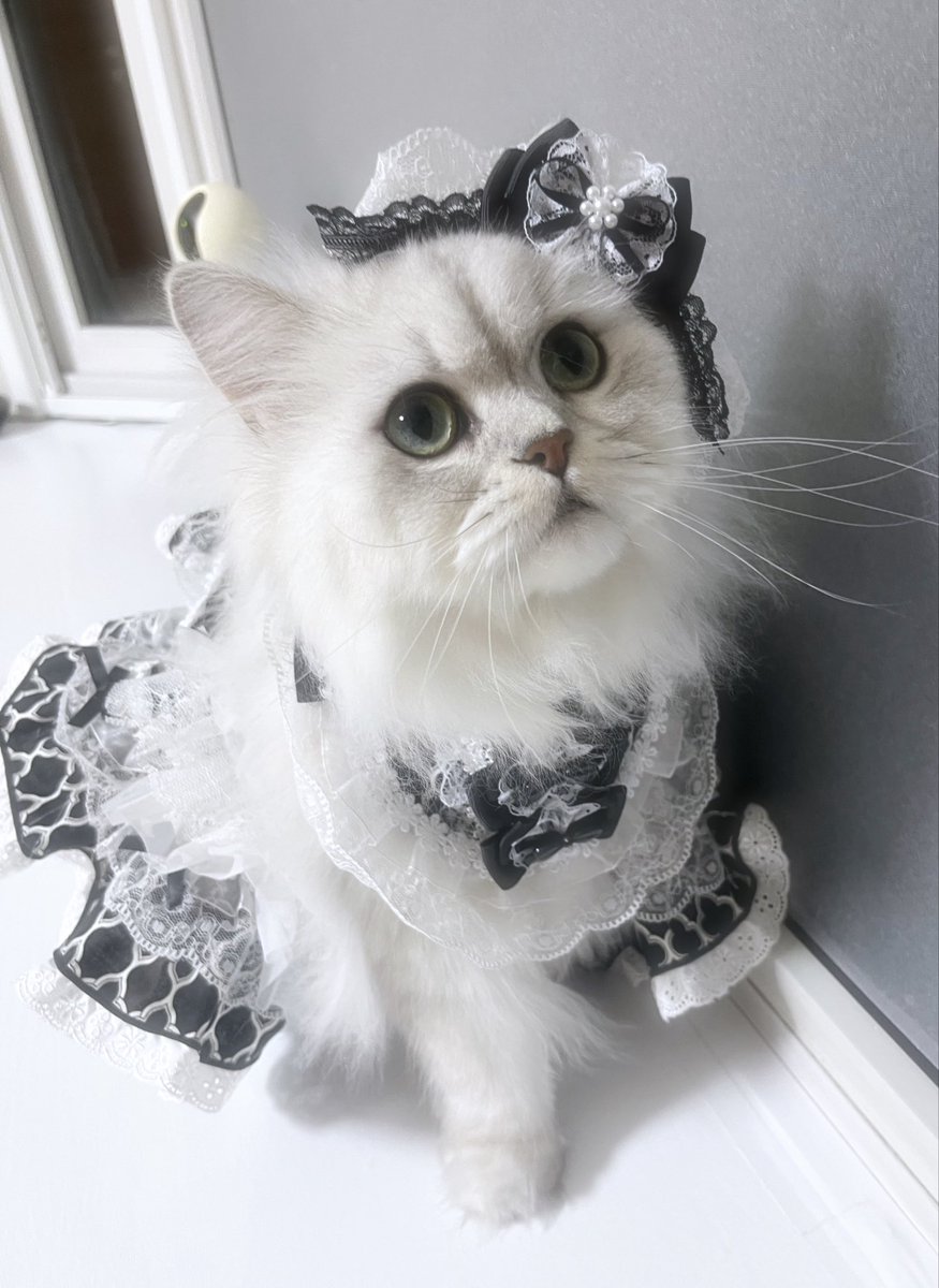 茶々ママ (@chachamama0515) / Posts / X