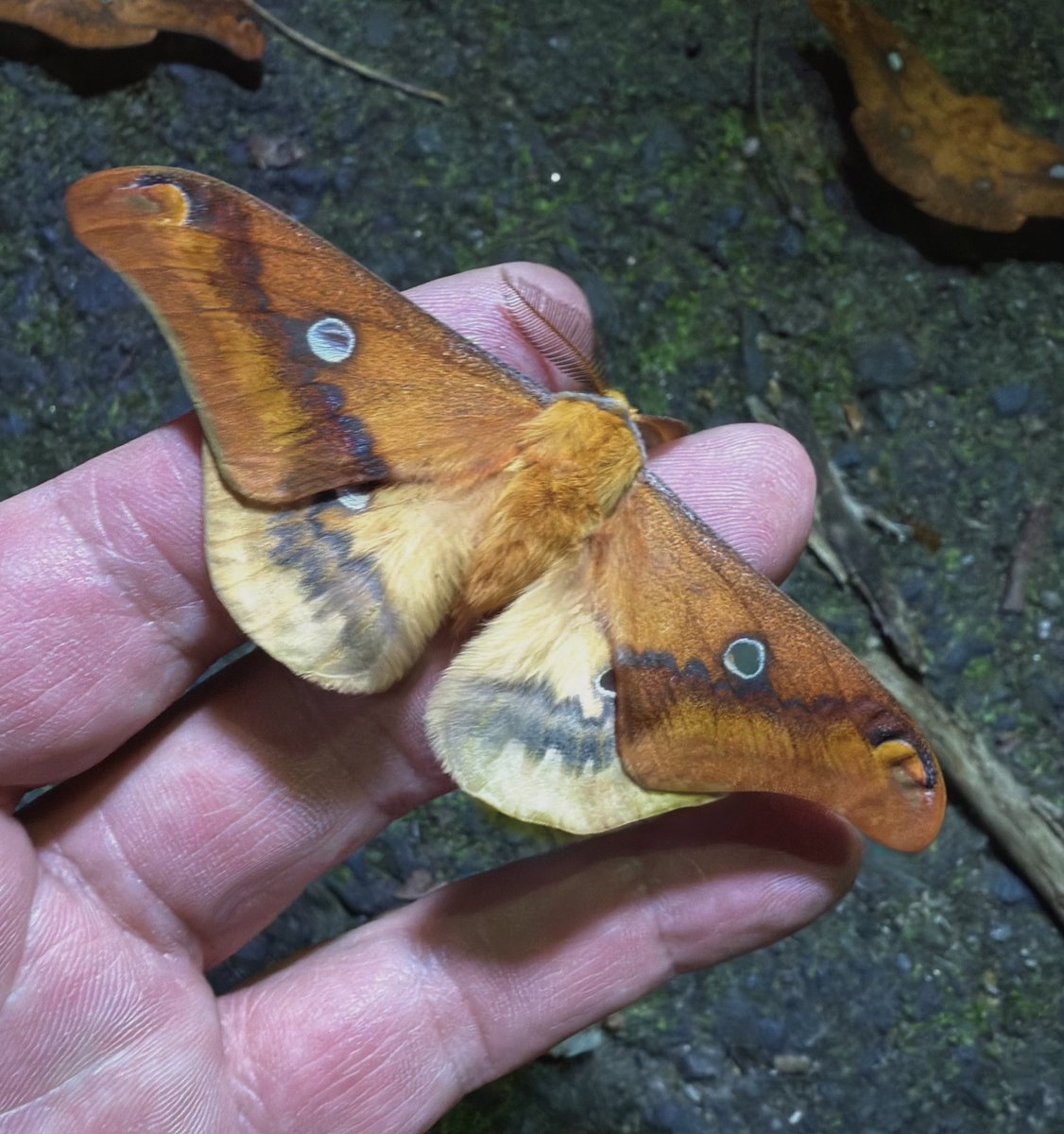 今期最後の変わった個体でした
一見モザイクっぽいですが
上下ツートンの♂個体です