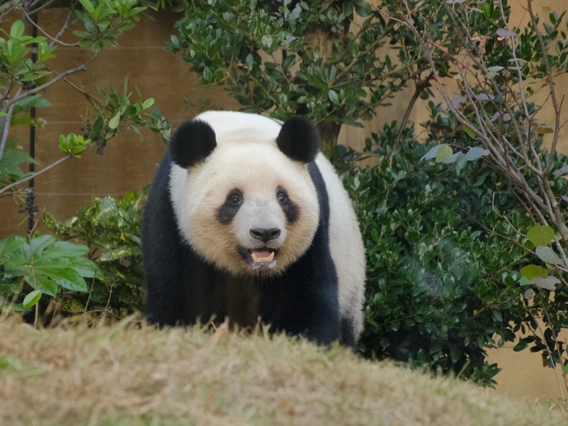 iko_i_iko_i_iko's tweet image. 🥕がたくさん落ちてるのがわかったレイレイ🥰
2025.11.23 #上野動物園 #panda #レイレイ