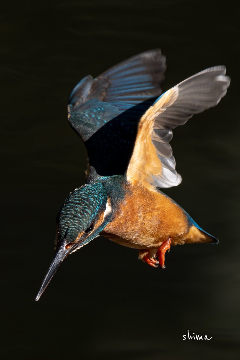 shima (@shima12041204) / Posts / X shima (@shima12041204) / Posts / X