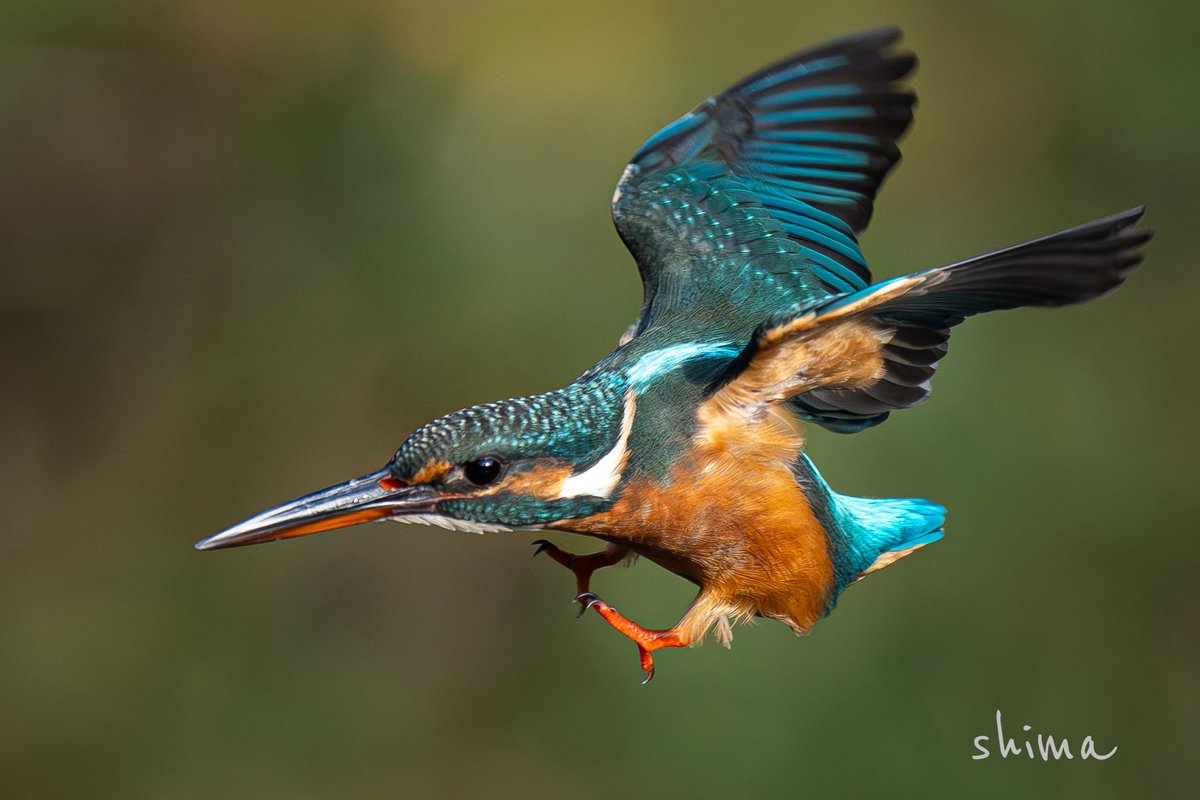 shima (@shima12041204) / Posts / X