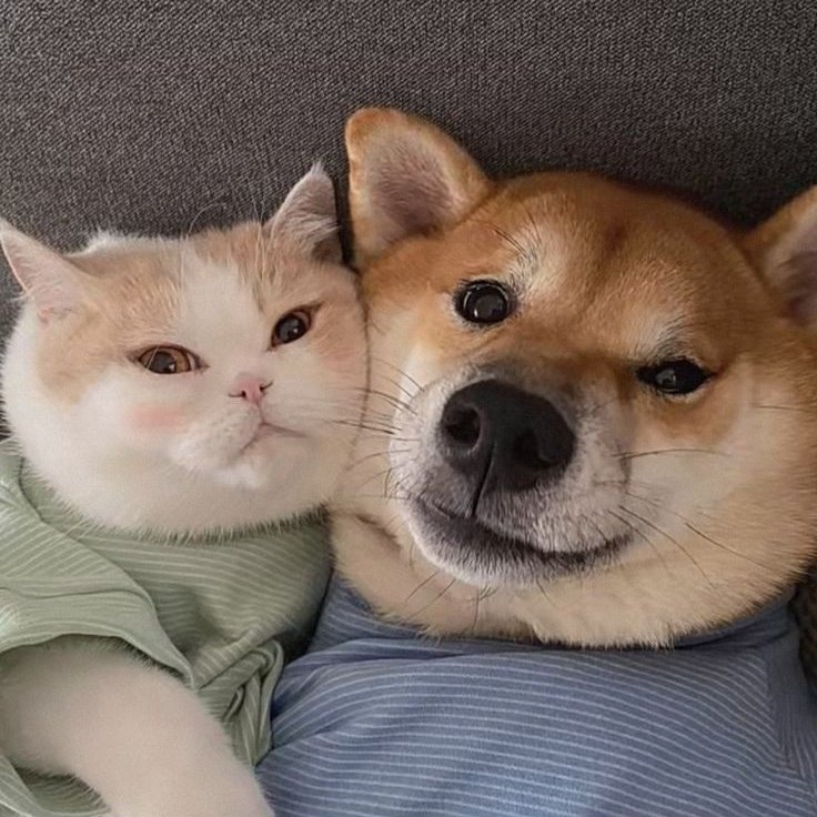 jungwooYhaa's tweet image. บ้อกแบ้กกับเหมียวเร้ก🐶🐱