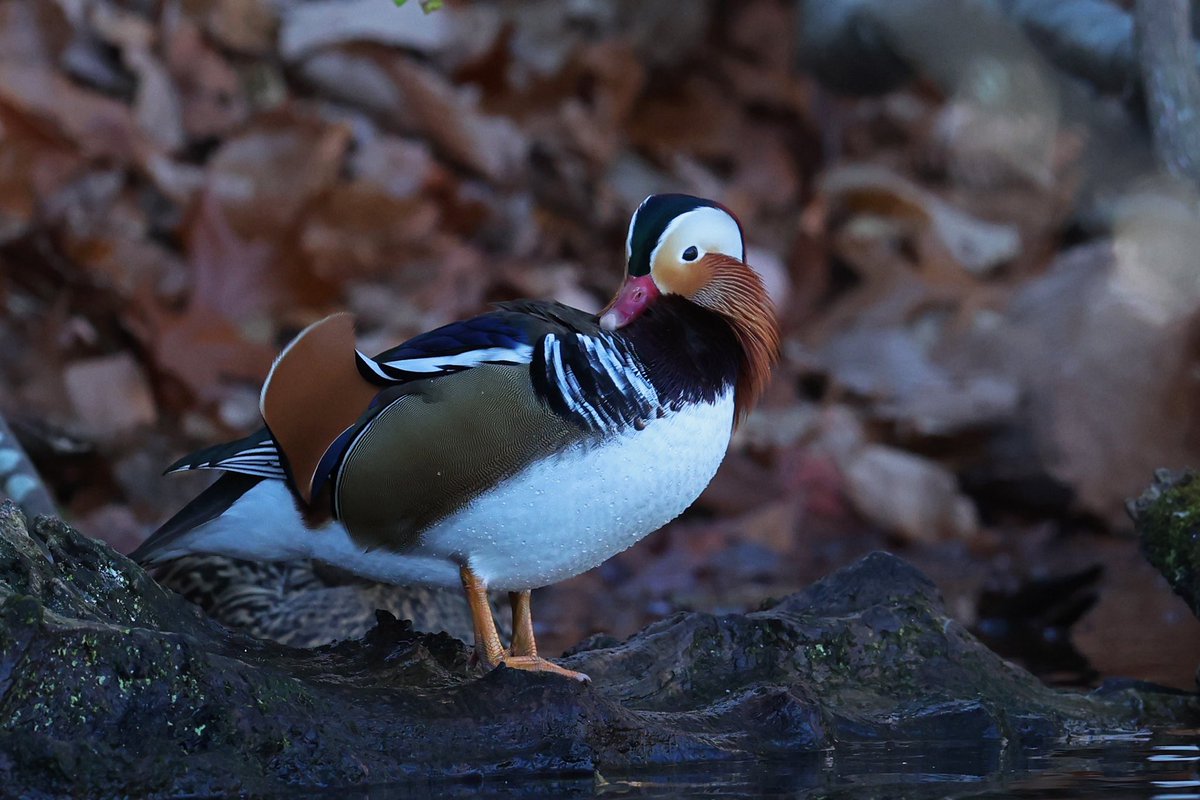 Unusual Mandarin Duck seen on Long Island on Friday.