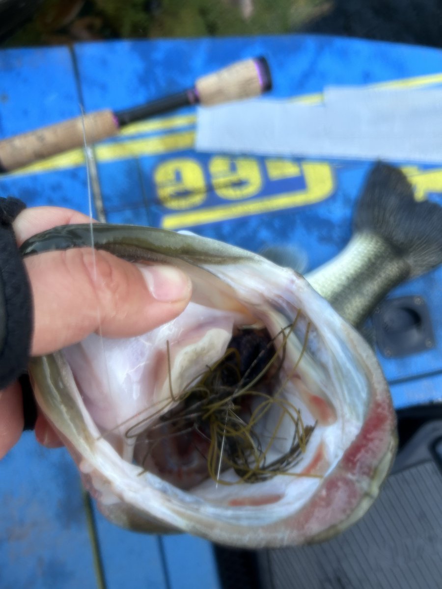 バサクラ観ながら最後まで諦めずに強気でやりきったら帰着20分前に釣れました

オレって釣り上手いなって勘違いさせてくれた1匹になりました

今日の相模湖は比較的釣れていた方だと思います

#日相園
#相模湖
#バサクラ