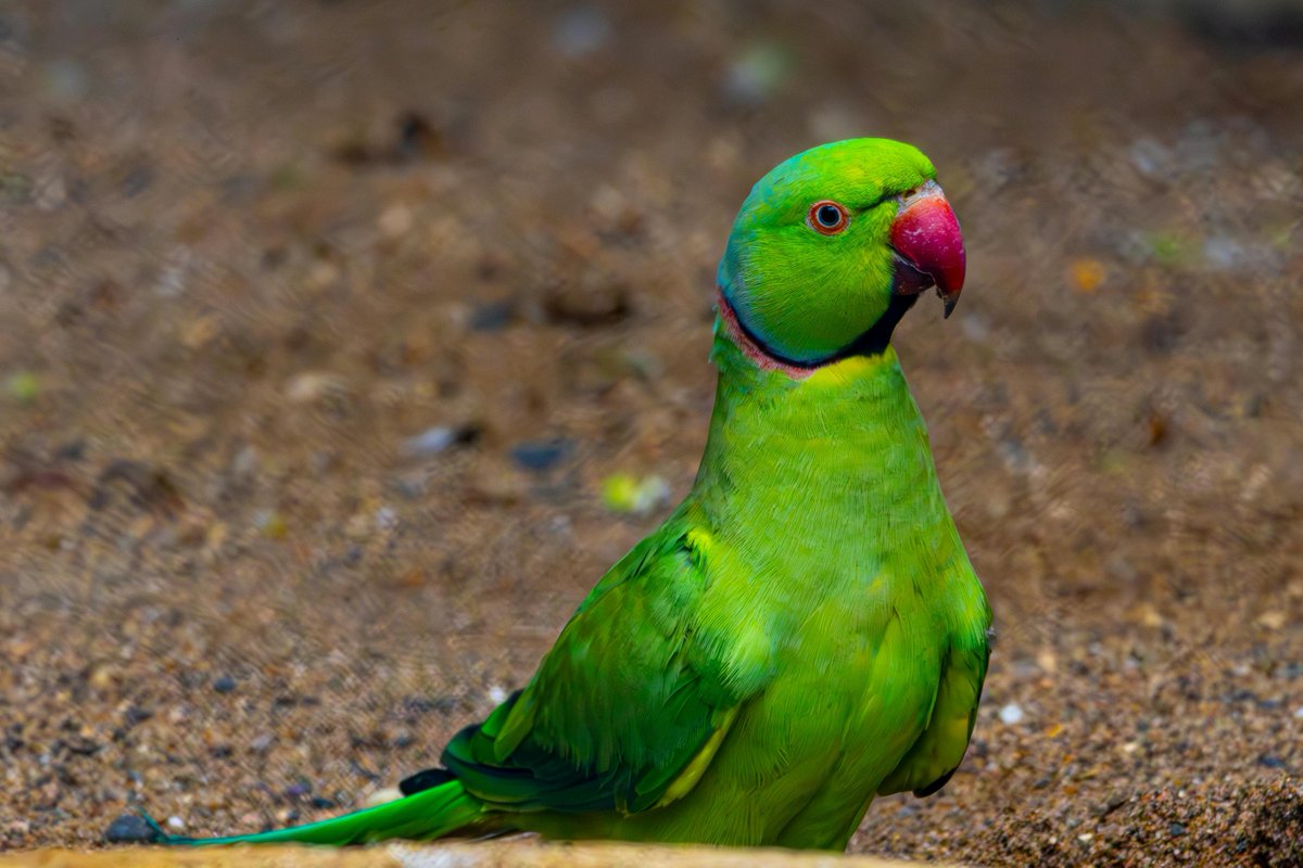 Nothing changed, still simple and attractive👇

✅ Up to 100 million $NIAO per person
✅ Repost ✅ Like ✅ Follow.
✅ Leave your BSC address below.
I’m watching👀
🦜 Good luck everyone!🙏