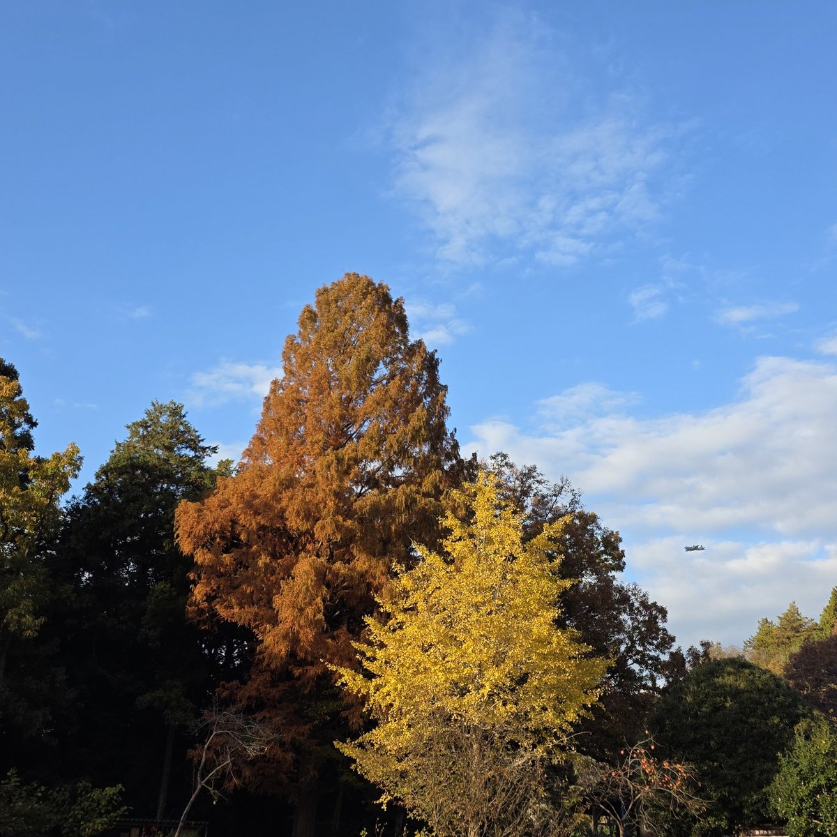 iran181's tweet photo. 紅葉とP-3C https://t.co/cuf7deT3qb