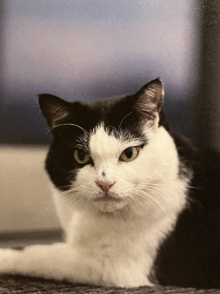 3本足の保護猫ふく😼広報部長 (@fuku_bucho_cat) / Posts / X