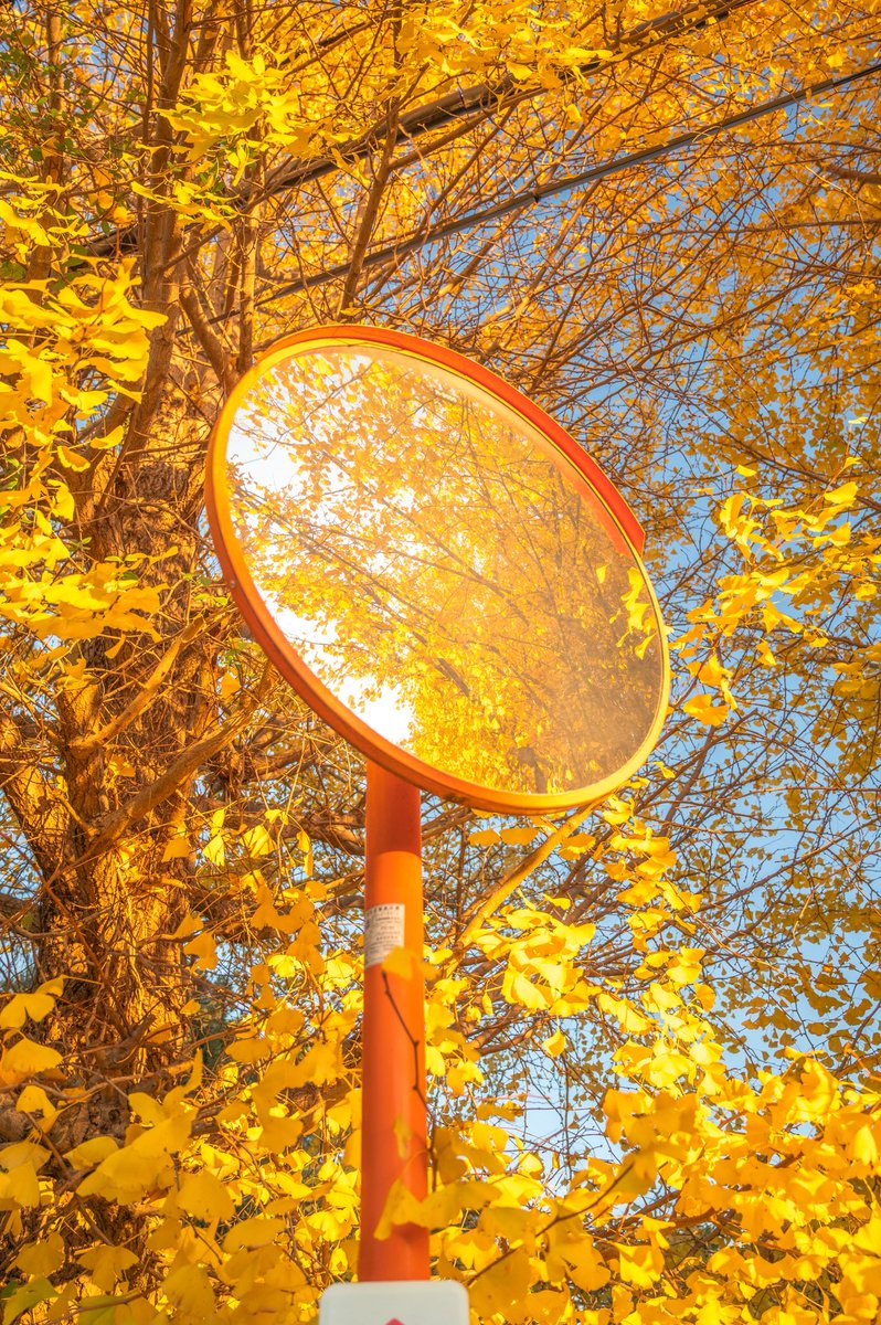 イチョウがカーブミラーを埋め尽くして。