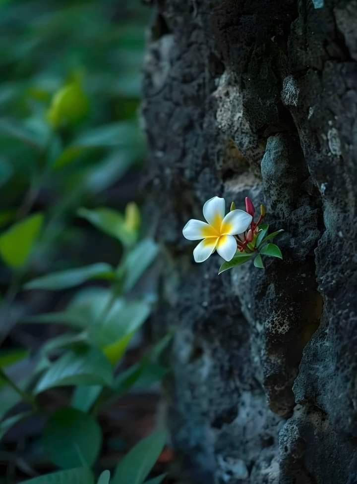 notebook_nature's tweet image. 