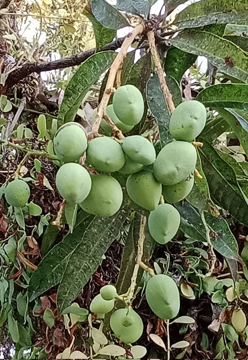 AKIMBO_888's tweet image. #AlphabetChallenge 
#vowels

I for &quot;Indian mangoes&quot;