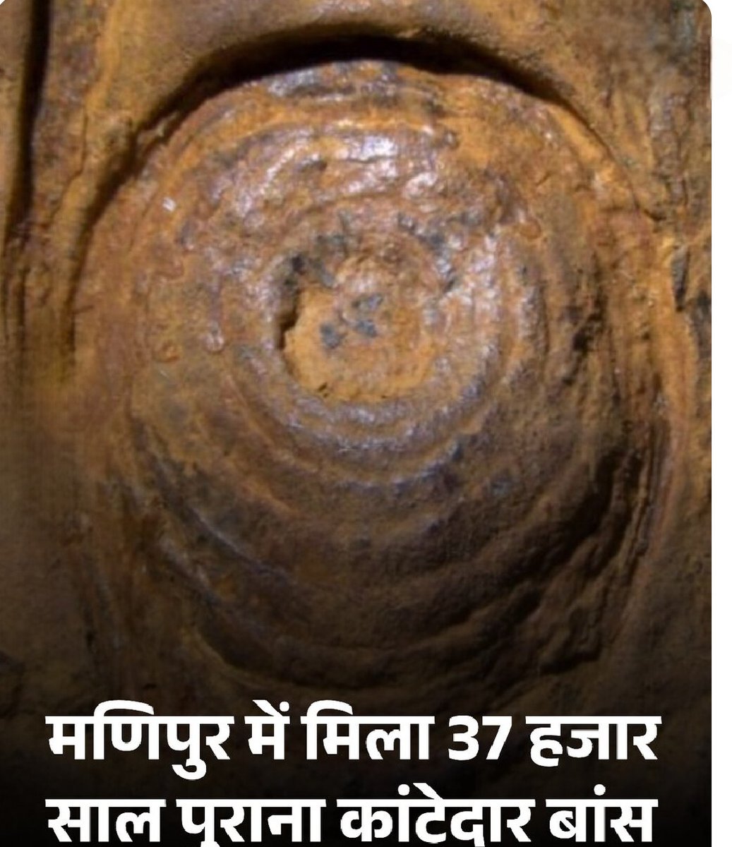 nirajmalhotra's tweet image. मणिपुर में मिला 37 हजार साल पुराना कांटेदार बांस... हिमयुग के रहस्य का खुलासा 

मणिपुर में मिला 37000 साल पुराना कांटेदार बांस का जीवाश्म. एशिया का सबसे पुराना थॉर्नी बांस. हिमयुग में यूरोप से बांस खत्म हो गए थे, लेकिन मणिपुर में बचे रहे. यहां गर्म-नम मौसम ने बांस को पनाह दी.…