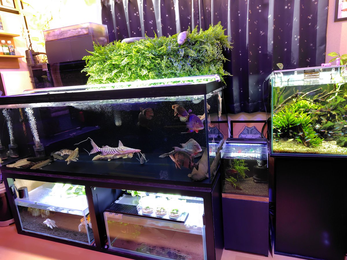 おろろ (@apQhxUfn22GfPkr) / Posts and Replies / X