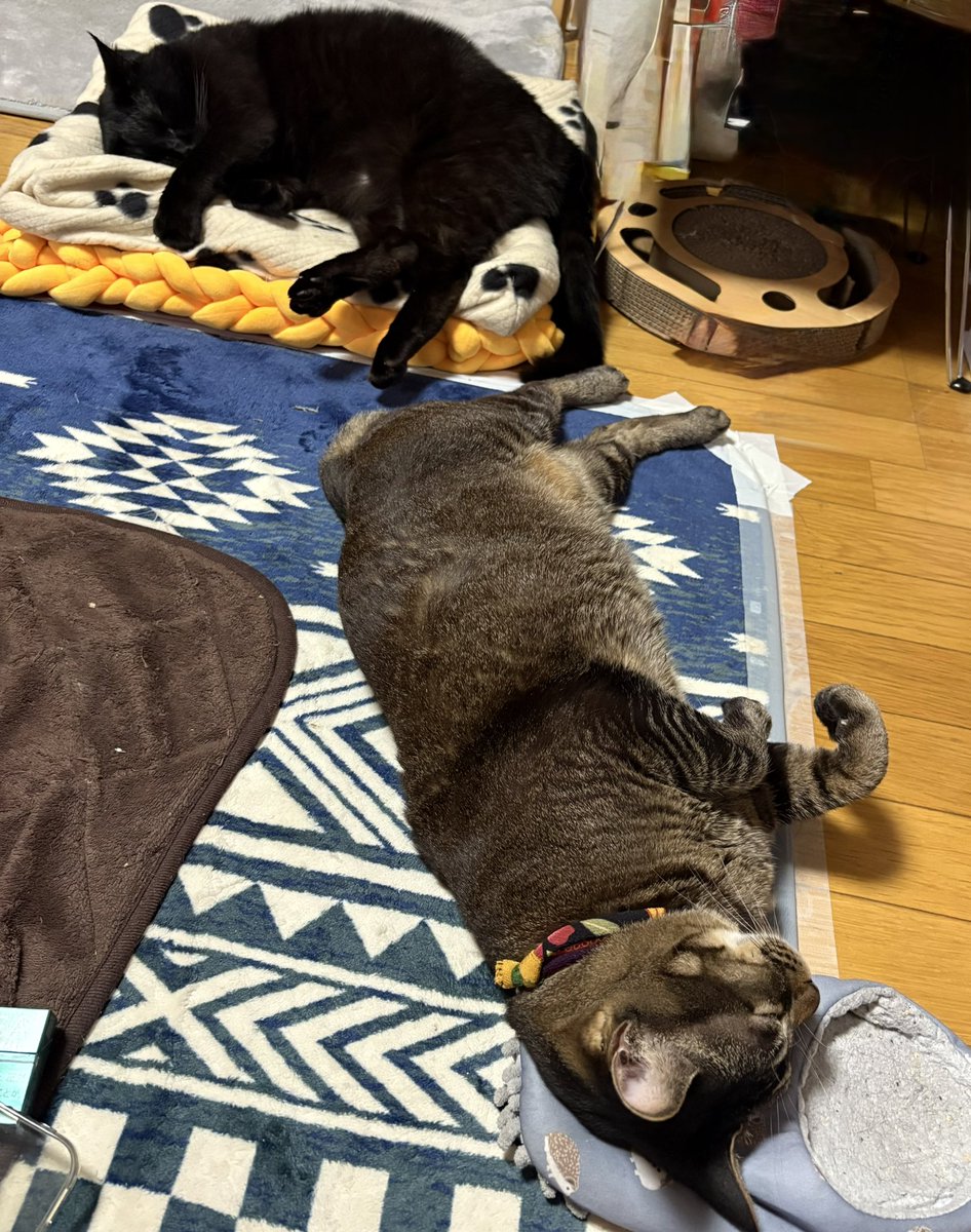 野生を捨てたぬこ達
元保護猫の警戒心はどこへwww

 #背後