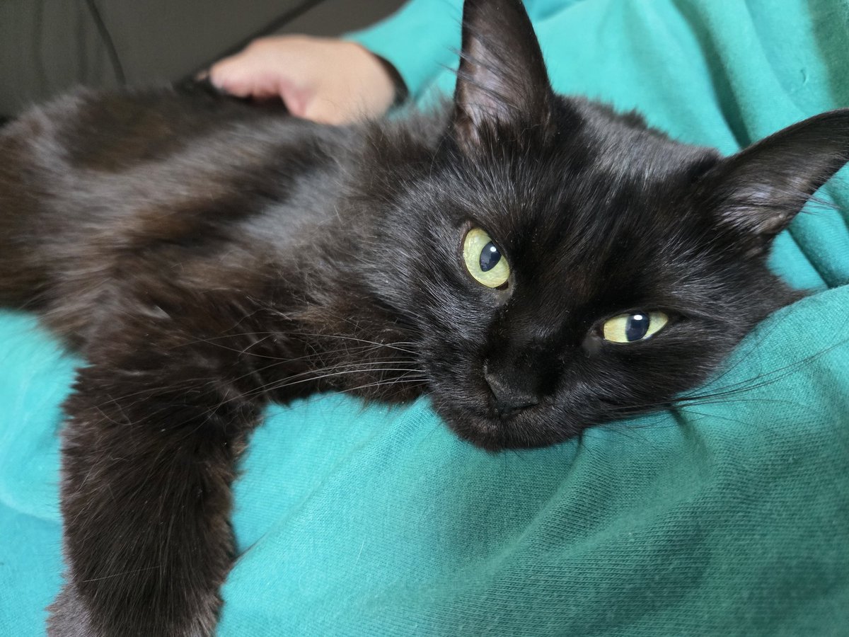 mcaaaacha's tweet image. モデルさん🐈‍⬛