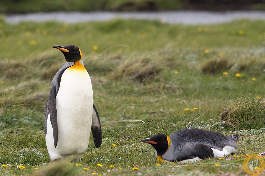 Rob_Bianconi's tweet image. Far south in #Chile’s Tierra del Fuego 🌍🐧
A stable colony of King #Penguins lives here — not on Antarctic ice, but on beaches and rocky shores with direct access to the ocean.

Who else is surprised to see penguins this far from the ice? 😮
#wildlifephotography
#birdsoftheworld