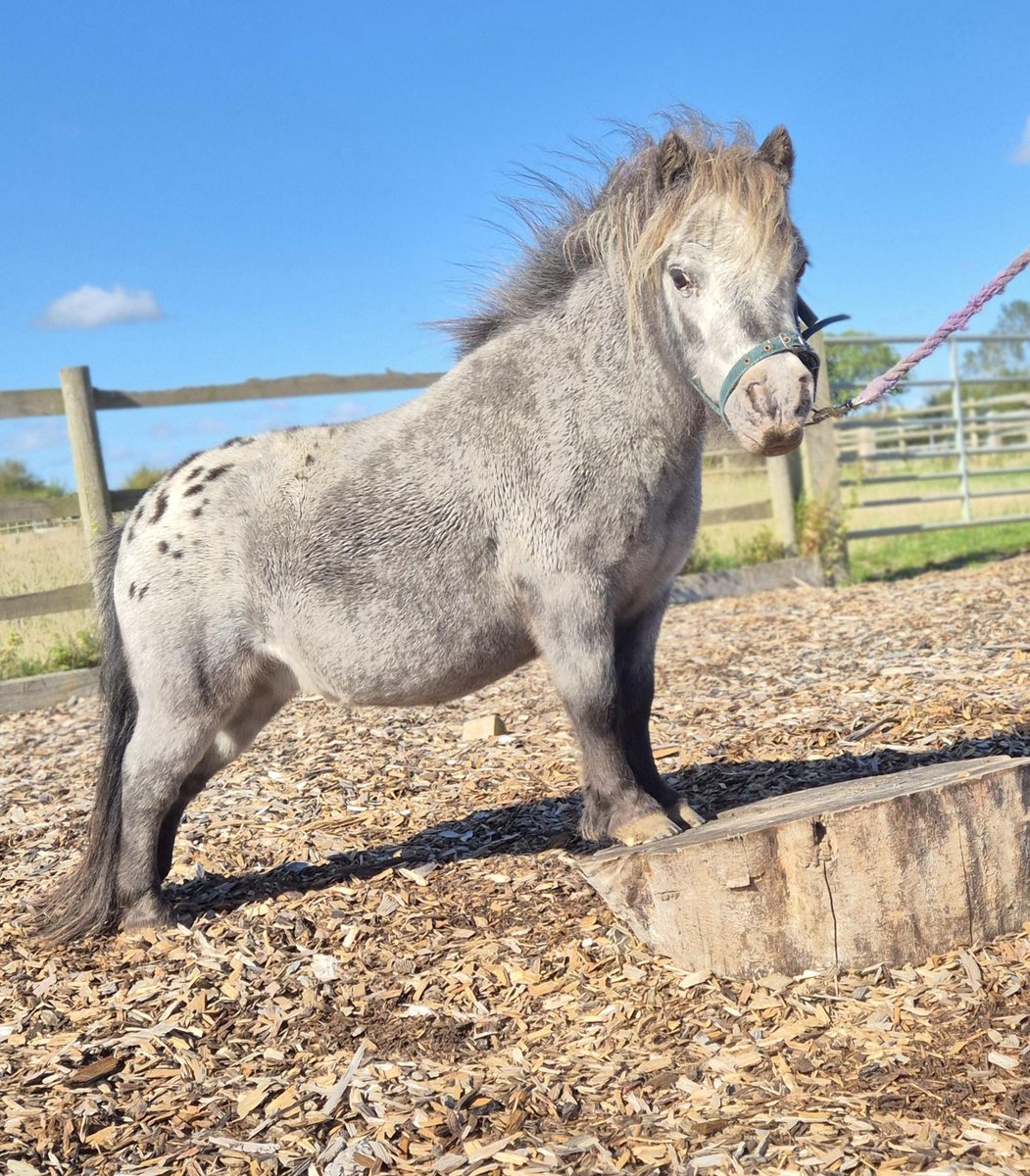 Pecan the Shetland pony is living his best life at Bransby Horses’ equine daycare! 🐴

Today’s adventure? A tree stump—perfect for making himself feel a little taller. We think he’s perfect just as he is. 💙 

#BransbyHorses #ShetlandPony #AnimalEnrichment