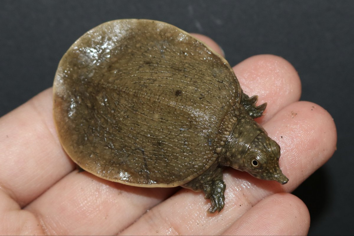 2階新着🐢 ・スンダオオスッポン 最近流通がなかったのでとても