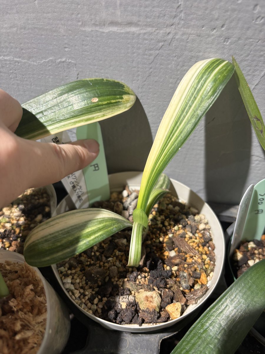 君子蘭のひと (@Clivia111) / Posts / X