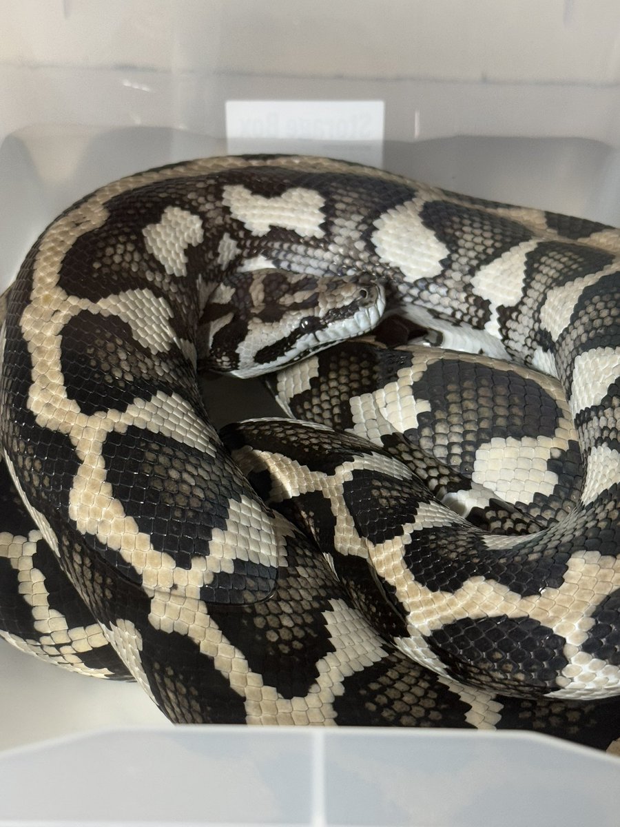 マジで本当にあっという間に1年経ちました…あの時の思い出が今も蘇ります…

#オーストラリア最高でした
#ヒルに噛まれて動揺するつんさん
#ヒルなんか気にするなと言っていたフィールドワークに慣れた人がヒルに噛まれブチギレ
#来年は野生のダイヤが見たい