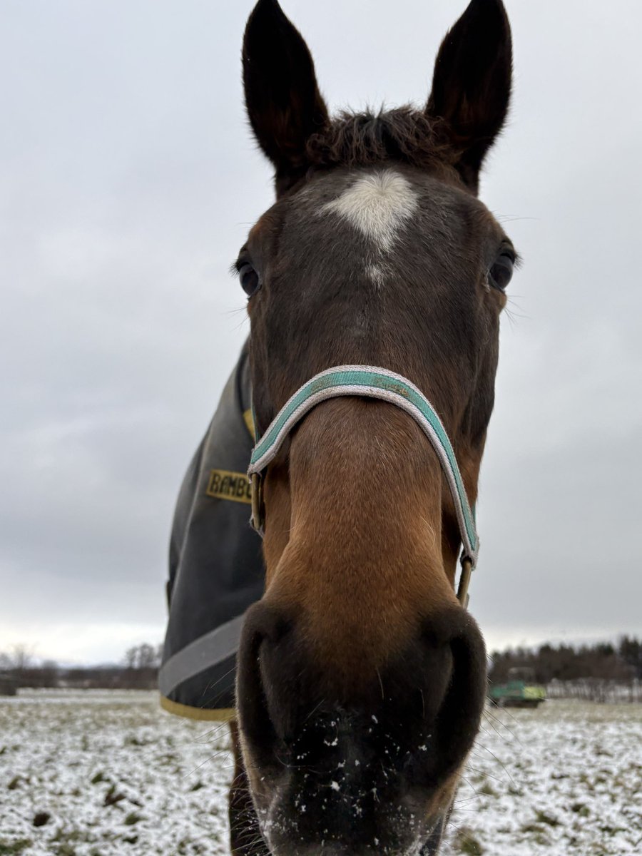 レイクヴィラファーム公式HP

繁殖牝馬のページに新しいファミリーが増えております。
パドックの待ち時間など、お時間のある時にぜひご覧ください。

1番若い３歳の
ソレッラカリーナ🐴

カリーナちゃんは、つい先日群れに合流した、ドーベル姐さんに興味津々の様子です。
