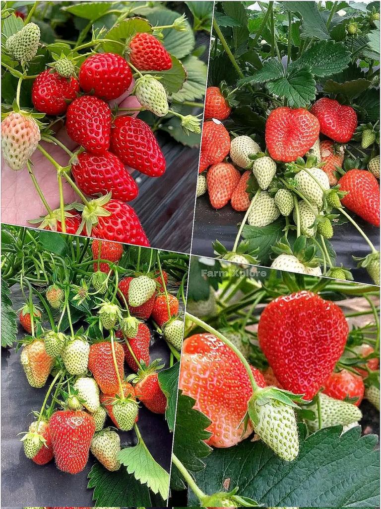 Usanande's tweet photo. Fresh, juicy strawberries😋🤤
Very delicious 😋
#Strawberry #FreshStrawberries #SweetFruit #FarmFresh #OrganicFarming
#FruitLovers #HealthyEating #BerryLove #NatureFresh
#RedBeauty https://t.co/NStpCXqegi