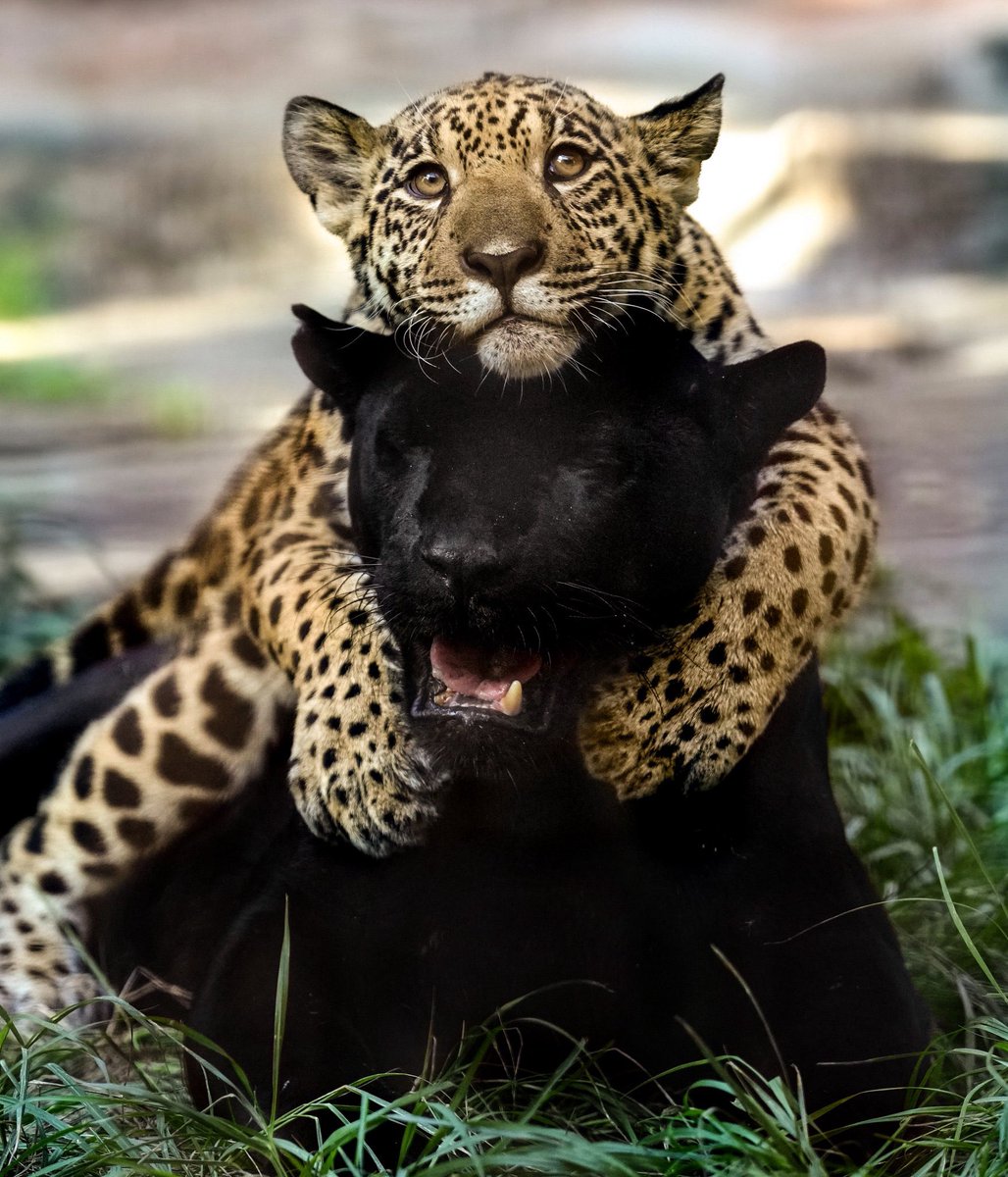 本日11/29は #国際ジャガーの日
この美しく愛情深い動物を、未来につないでいけますように🙏

【お知らせ】とべ動物園のジャガー親子を収めた2026年ほぼねこカレンダーを発売中🎉
▶️ amzn.asia/d/5eAfATz

ぜひお手元に迎えて、2026年を可愛いネコ科動物写真とともにお過ごしください✨