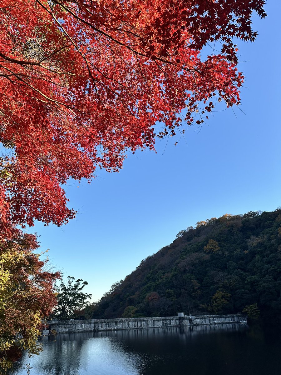 moto_hato's tweet photo. 友人との初めて登山に出掛けました♪(´ε｀ )

秋の紅葉が見応えある1日デース。
ハァハァ(*´Д｀*)ハァハァ

新神戸⇄ 掬星台までの摩耶山コース
定番ですが良い場所です。

次回は何処登りに|(￣3￣)|いきますかーッ！ https://t.co/SiQJ8HcPVU