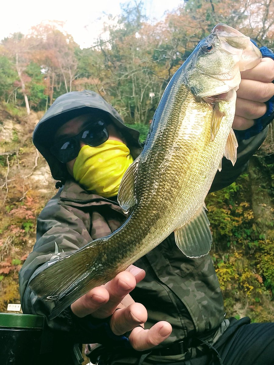 takehikobass's tweet photo. 先日の豊英は33頭で7本!
紅葉みながら楽しみました🍁
#笹ぱん会
#豊英湖つり舟センター
#SPIKIX
#JACKAL https://t.co/aMnJxUD13h