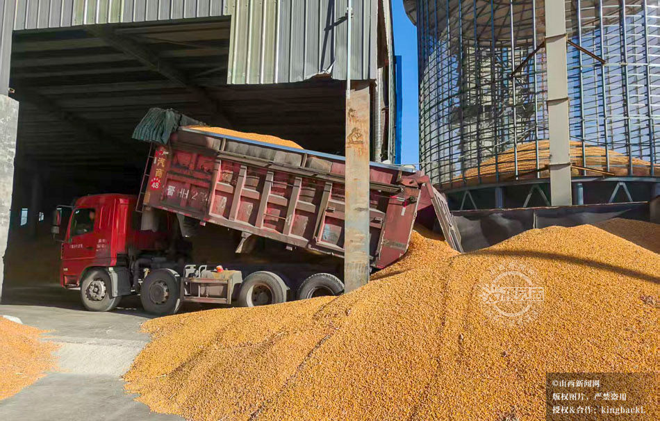 sxxww518's tweet image. 近期，在宁武县阳方口镇阳方村惠民粮食烘干购销有限公司院内，一辆辆满载玉米粒的卡车依次完成进场、过磅、倾倒、水分检测、结算等流程，
Trucks loaded with corn complete weighing, unloading, and testing procedures at a grain company. #Corn #Processing