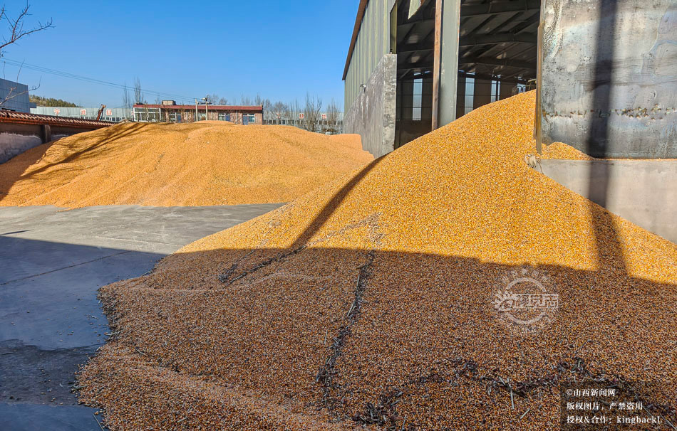 sxxww518's tweet image. 近期，在宁武县阳方口镇阳方村惠民粮食烘干购销有限公司院内，一辆辆满载玉米粒的卡车依次完成进场、过磅、倾倒、水分检测、结算等流程，
Trucks loaded with corn complete weighing, unloading, and testing procedures at a grain company. #Corn #Processing