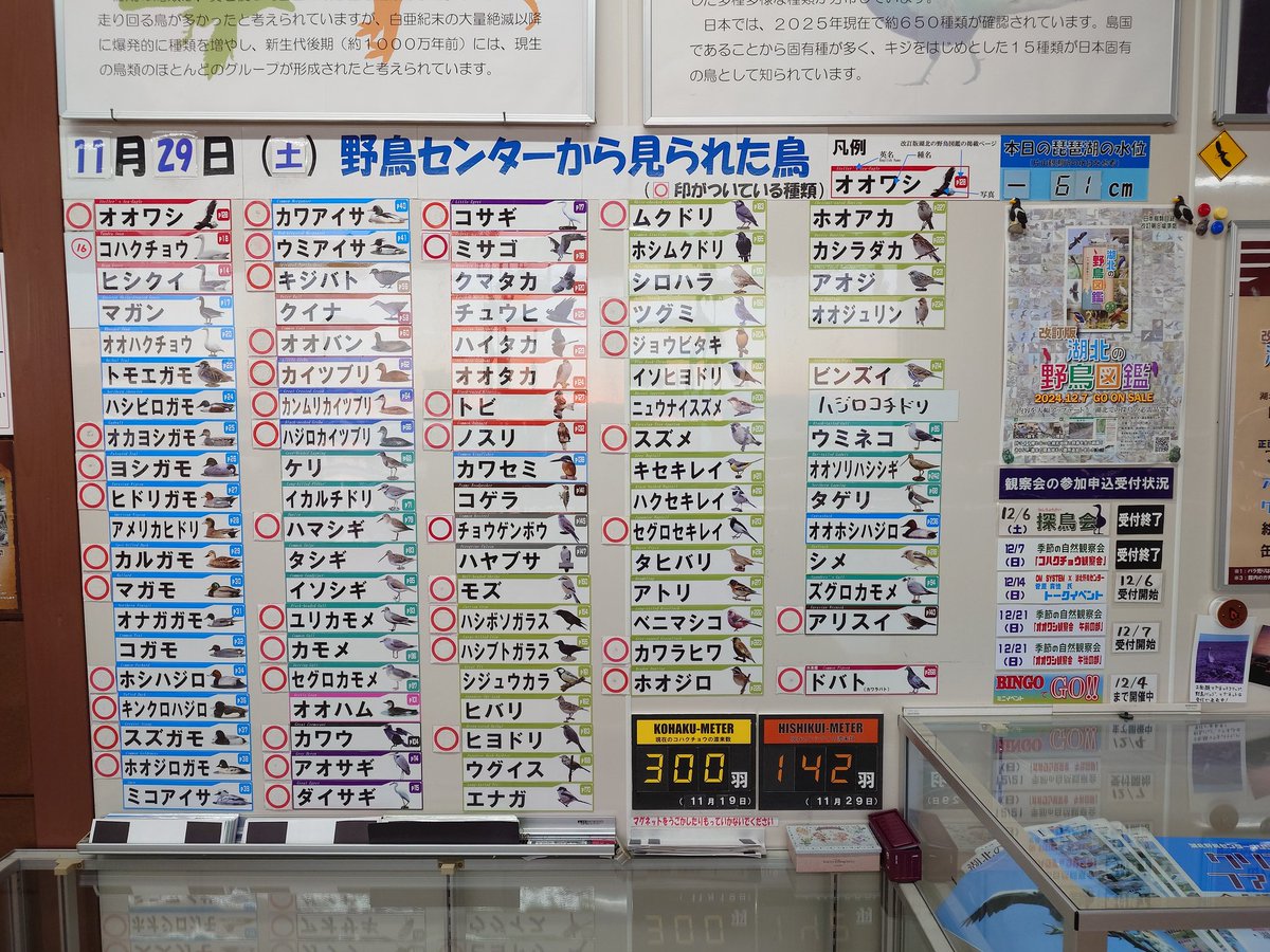 11月29日（土）のセンター出現種です。
センター前にアリスイが登場！
コハクチョウも終日滞在しました。
#湖北野鳥センター #今日の野鳥センター