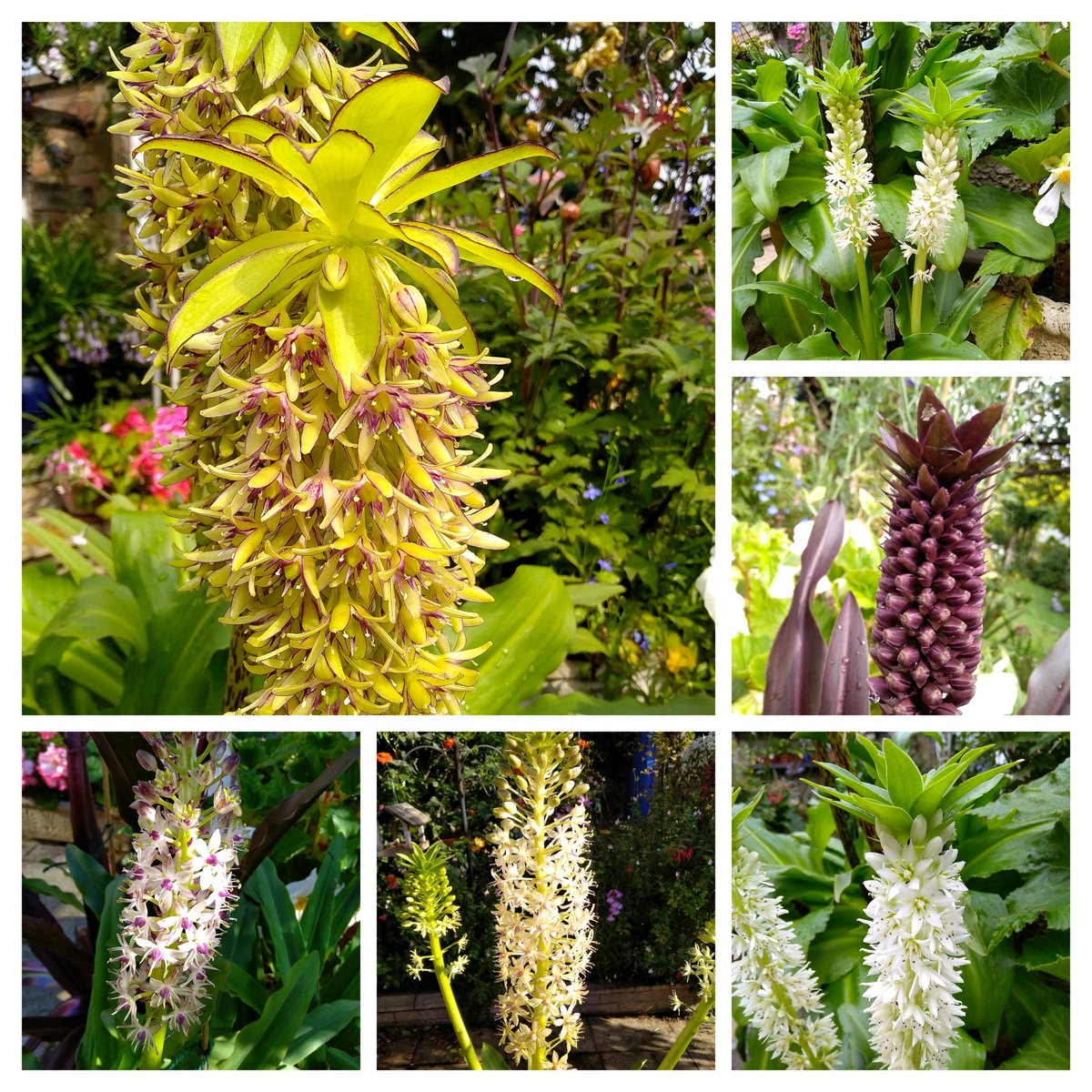 PhilsPlot's tweet image. A selection of my pineapple thingies....Eucomis for the benefit of #AlphabetChallenge #WeekVforVowels #sixonsaturday