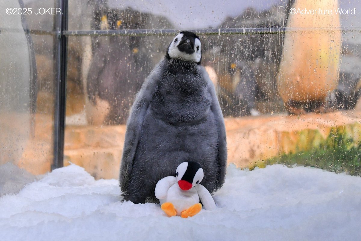 ピンガと同じペンギンの赤ちゃん すくすく成長！🐧60日齢／ 9月30日に