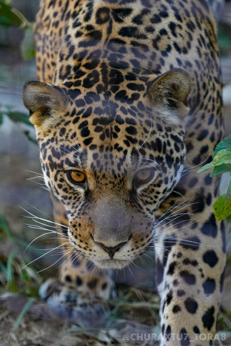 CHURAXTU7_TORA8's tweet image. 今日11/29は国際ジャガーの日！🐆
お庭をお散歩中のユウキくん🐾
#国際ジャガーの日 
#東山動植物園　#ジャガー
📷2025年11月