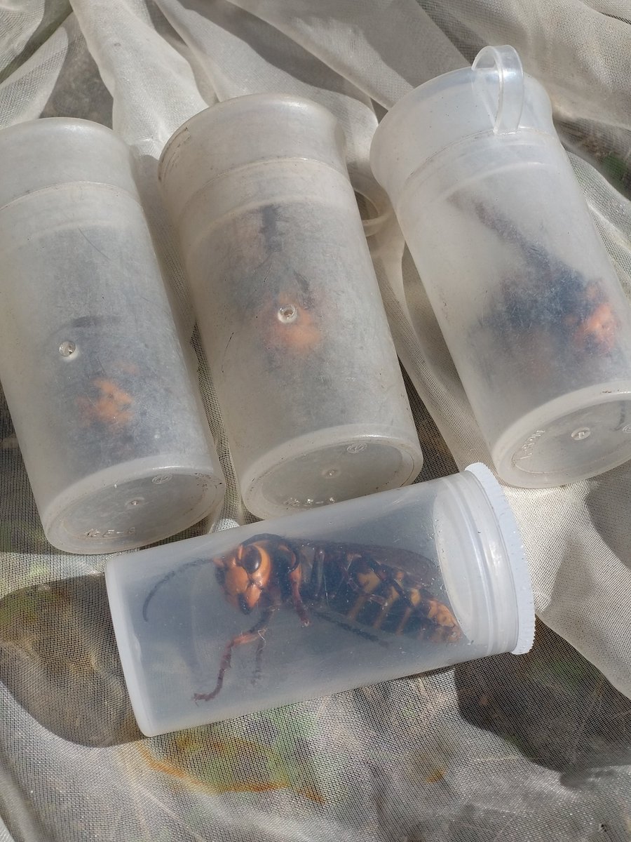 じゅんじゅん (@JJJUUNNN) / Posts / X