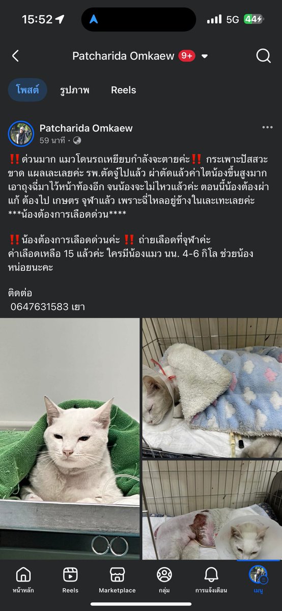 เคสนี้ต้องการเลือดด่วนนะคะ
สามารถช่วยบริจาคให้น้องได้ตามต้นโพสนะคะ 

#ทาสแมว #ช่วยเหลือแมวป่วย