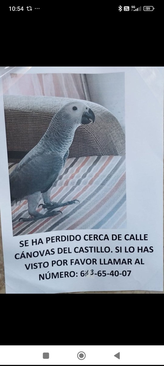PixiesRichie's tweet image. #Loro #yaco cola roja PERDIDO EN #alicante,zona #Carolinas Altas.
Comparto de Facebook 
#SeBusca #29noviembre