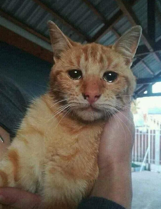 Jav_Chudai_LNLr's tweet image. A bike ride in spring blossoms, her hair flowing, beauty shining like flowers blooming around. #SpringVibes 🌸