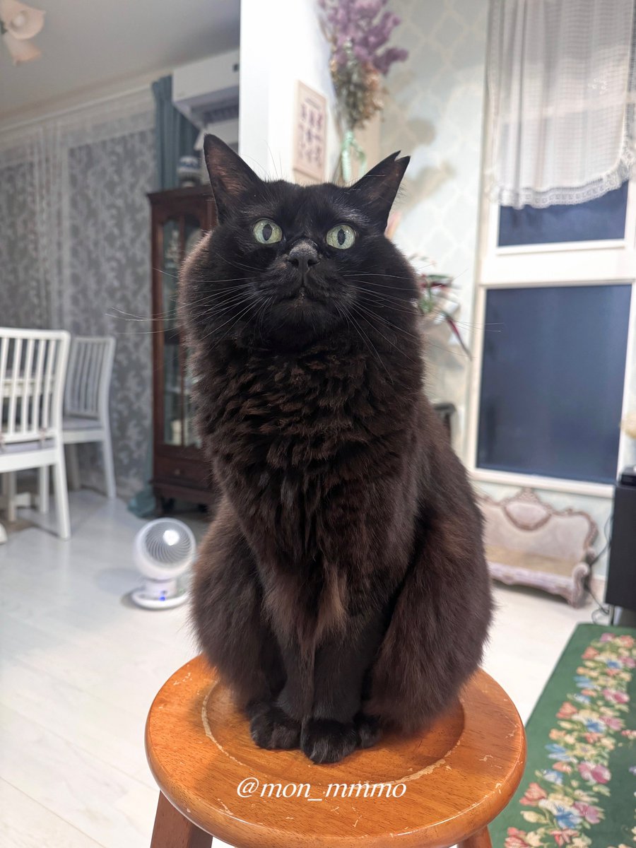 もんちゃん ももんちゃんシリーズ（全25冊セット） | 八文字屋OnlineStore